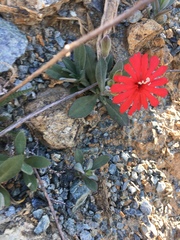 Silene serpentinicola