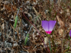 Clarkia gracilis tracyi