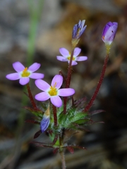 Leptosiphon jepsonii