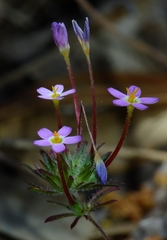 Leptosiphon jepsonii