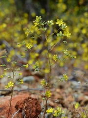 Hesperolinon bicarpellatum