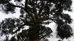 Melaleuca preissiana