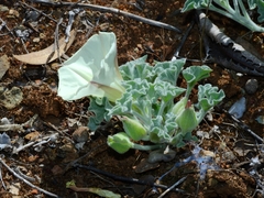 Calystegia collina oxyphylla