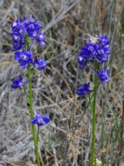 Delphinium uliginosum