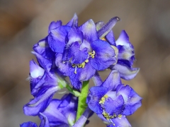 Delphinium uliginosum