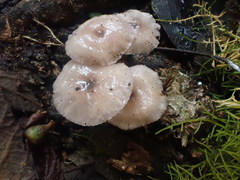 Hygrocybe roseoflavida