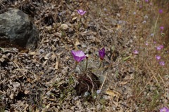 Clarkia gracilis tracyi