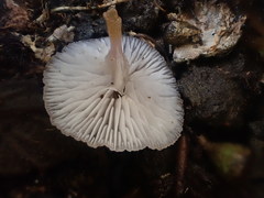 Hygrocybe roseoflavida