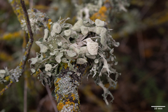 Ramalina puberulenta