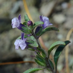 Sairocarpus cornutus