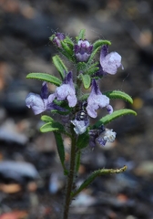 Sairocarpus cornutus
