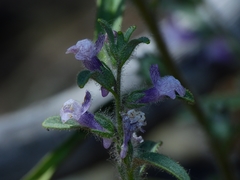 Sairocarpus cornutus