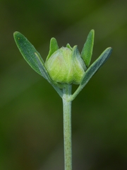 Monardella viridis