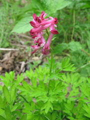 Corydalis buschii
