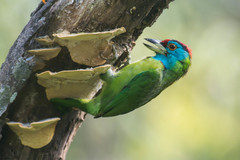 Psilopogon asiaticus