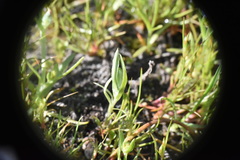 Psilocarphus elatior