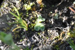 Riccia beyrichiana