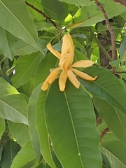 Magnoliales