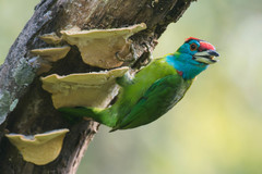 Psilopogon asiaticus