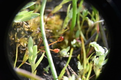 Juncus kelloggii