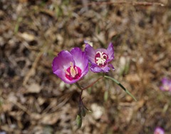 Clarkia gracilis tracyi