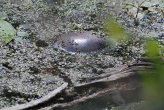 Chrysemys picta marginata