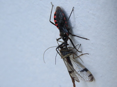 Rhynocoris leucospilus sibiricus