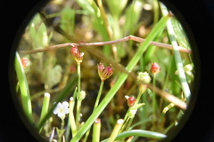 Juncus kelloggii