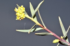 Pimelea microcephala microcephala