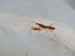 Gorpis brevilineatus