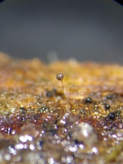 Macbrideola argentea