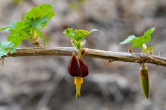 Ribes marshallii