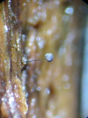 Macbrideola argentea