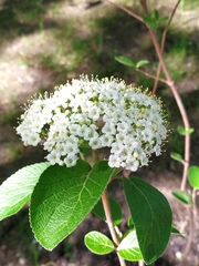 Viburnum lantana