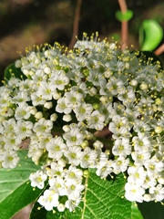 Viburnum lantana