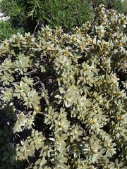 Thymelaea tartonraira