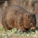 Bare-nosed Wombat - Photo (c) Neil Saunders, some rights reserved (CC BY-NC-ND)