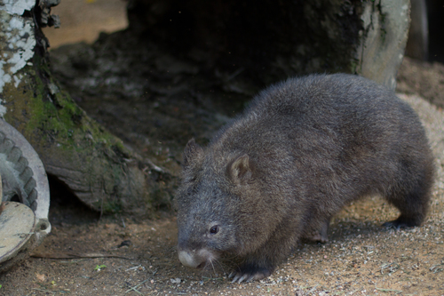 Bare-nosed Wombat, photo 9 of 10