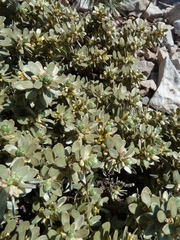Thymelaea tartonraira