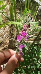 Lathyrus jepsonii californicus
