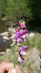 Lathyrus jepsonii californicus