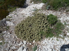 Thymelaea tartonraira