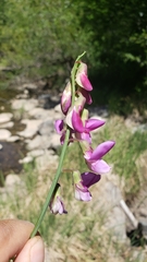 Lathyrus jepsonii californicus