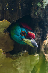 Psilopogon asiaticus