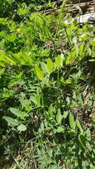 Lathyrus jepsonii californicus