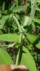 Lathyrus jepsonii californicus