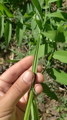 Lathyrus jepsonii californicus
