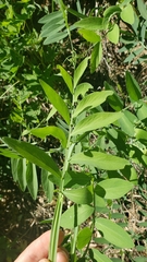 Lathyrus jepsonii californicus