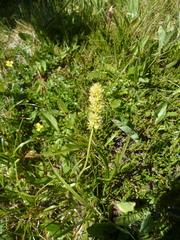 Tofieldia calyculata