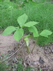 Arisaema amurense